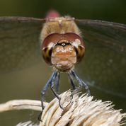 Blodrød hedelibel - Sympetrum sanguineum